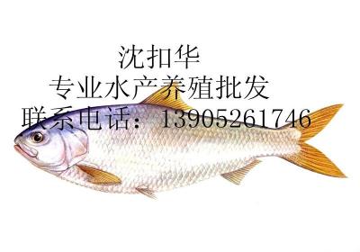 长江鲥鱼图片（长江靠前名鱼）