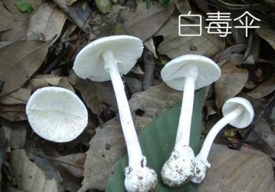 白色的蘑菇叫什么（长长的白色的蘑菇叫什么）