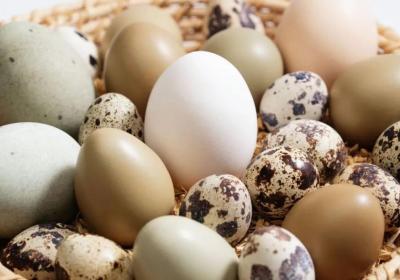 鸽子蛋（鸽子蛋和鸡蛋营养对比）