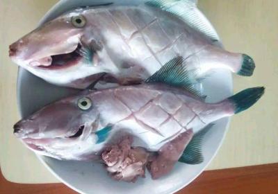 市场常见食用海鱼图片（市场上常吃海鱼有哪些图片）